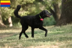 Mehr über den Artikel erfahren Curly Coated Retriever Züchter und Welpen in Nordholland