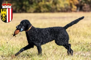 Mehr über den Artikel erfahren Curly Coated Retriever Züchter und Welpen in Oberösterreich