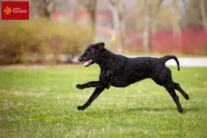 Mehr über den Artikel erfahren Curly Coated Retriever Züchter und Welpen in Okzitanien