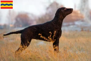 Mehr über den Artikel erfahren Curly Coated Retriever Züchter und Welpen in Overijssel