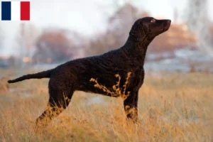 Mehr über den Artikel erfahren Curly Coated Retriever Züchter und Welpen auf Réunion