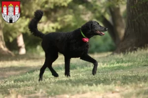 Mehr über den Artikel erfahren Curly Coated Retriever Züchter und Welpen in Salzburg