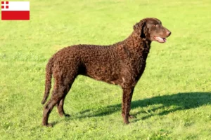 Mehr über den Artikel erfahren Curly Coated Retriever Züchter und Welpen in Utrecht