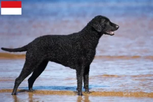 Mehr über den Artikel erfahren Curly Coated Retriever Züchter und Welpen in Wien