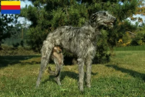 Mehr über den Artikel erfahren Deerhound Züchter und Welpen in Nordholland