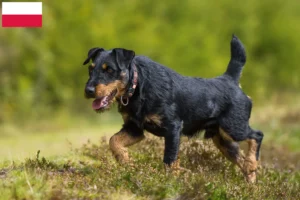 Mehr über den Artikel erfahren Deutscher Jagdterrier Züchter und Welpen in Polen