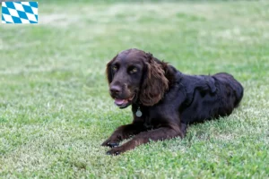 Mehr über den Artikel erfahren Deutscher Wachtelhund Züchter und Welpen in Bayern