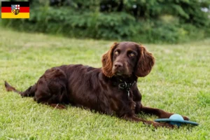 Mehr über den Artikel erfahren Deutscher Wachtelhund Züchter und Welpen im Saarland