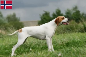 Mehr über den Artikel erfahren English Pointer Züchter und Welpen in Norwegen