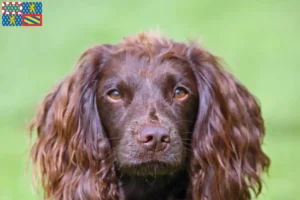 Mehr über den Artikel erfahren Field Spaniel Züchter und Welpen in Bourgogne-Franche-Comté