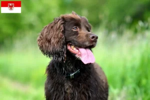 Mehr über den Artikel erfahren Field Spaniel Züchter und Welpen in Brandenburg