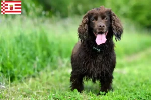 Mehr über den Artikel erfahren Field Spaniel Züchter und Welpen in Bremen