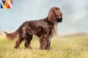 Mehr über den Artikel erfahren Field Spaniel Züchter und Welpen in Grand Est