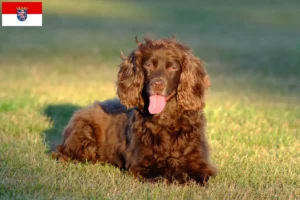 Mehr über den Artikel erfahren Field Spaniel Züchter und Welpen in Hessen