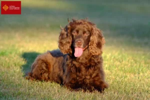 Mehr über den Artikel erfahren Field Spaniel Züchter und Welpen in Okzitanien