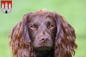 Mehr über den Artikel erfahren Field Spaniel Züchter und Welpen in Salzburg