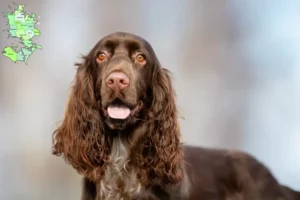 Mehr über den Artikel erfahren Field Spaniel Züchter und Welpen in Sjælland