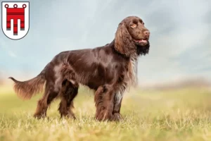 Mehr über den Artikel erfahren Field Spaniel Züchter und Welpen in Vorarlberg