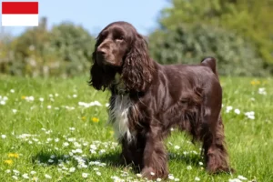 Mehr über den Artikel erfahren Field Spaniel Züchter und Welpen in Wien