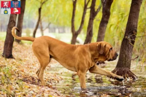 Mehr über den Artikel erfahren Fila Brasileiro Züchter und Welpen in Pardubice