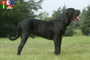 Mehr über den Artikel erfahren Fila Brasileiro Züchter und Welpen in Südböhmen