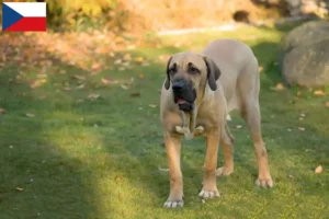 Mehr über den Artikel erfahren Fila Brasileiro Züchter und Welpen in Tschechien