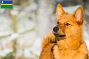 Mehr über den Artikel erfahren Finnenspitz Züchter und Welpen in Flevoland