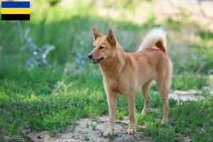 Mehr über den Artikel erfahren Finnenspitz Züchter und Welpen in Gelderland