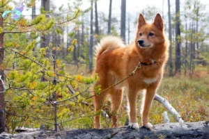 Mehr über den Artikel erfahren Finnenspitz Züchter und Welpen in Nordjylland