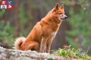 Mehr über den Artikel erfahren Finnenspitz Züchter und Welpen in Pardubice