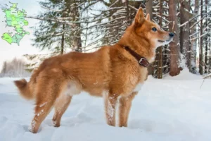 Mehr über den Artikel erfahren Finnenspitz Züchter und Welpen in Sjælland