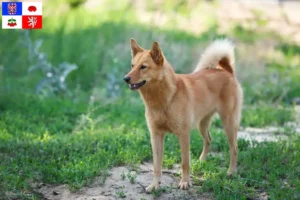 Mehr über den Artikel erfahren Finnenspitz Züchter und Welpen in Vysočina