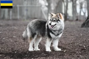 Mehr über den Artikel erfahren Finnischer Lapphund Züchter und Welpen in Gelderland