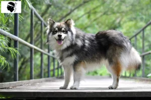 Mehr über den Artikel erfahren Finnischer Lapphund Züchter und Welpen auf Korsika