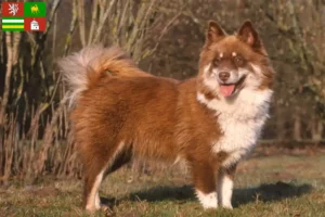 Mehr über den Artikel erfahren Finnischer Lapphund Züchter und Welpen in Pilsen