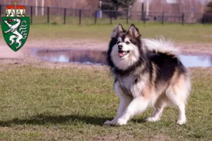 Mehr über den Artikel erfahren Finnischer Lapphund Züchter und Welpen in der Steiermark