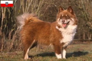 Mehr über den Artikel erfahren Finnischer Lapphund Züchter und Welpen in Thüringen