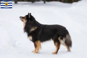 Mehr über den Artikel erfahren Finnischer Lapphund Züchter und Welpen in Zeeland