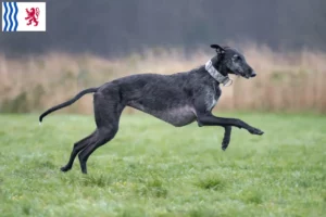 Mehr über den Artikel erfahren Galgo Espanol Züchter und Welpen in Nouvelle-Aquitaine