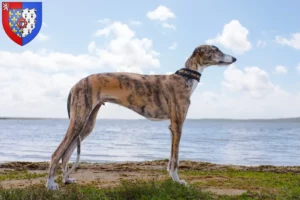 Mehr über den Artikel erfahren Galgo Espanol Züchter und Welpen in Pays de la Loire