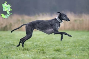 Mehr über den Artikel erfahren Galgo Espanol Züchter und Welpen in Sjælland