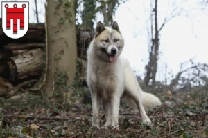 Mehr über den Artikel erfahren Grönlandhund Züchter und Welpen in Vorarlberg