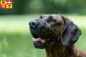 Mehr über den Artikel erfahren Hannoverscher Schweißhund Züchter und Welpen in Auvergne-Rhône-Alpes