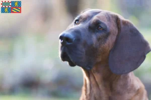 Mehr über den Artikel erfahren Hannoverscher Schweißhund Züchter und Welpen in Bourgogne-Franche-Comté