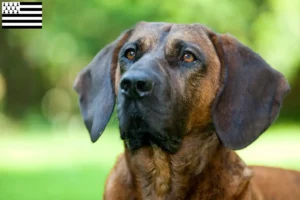 Mehr über den Artikel erfahren Hannoverscher Schweißhund Züchter und Welpen in der Bretagne