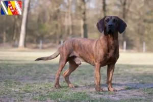 Mehr über den Artikel erfahren Hannoverscher Schweißhund Züchter und Welpen in Grand Est