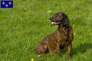 Mehr über den Artikel erfahren Hannoverscher Schweißhund Züchter und Welpen in Île-de-France