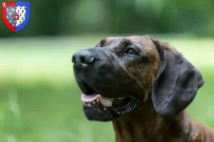 Mehr über den Artikel erfahren Hannoverscher Schweißhund Züchter und Welpen in Pays de la Loire