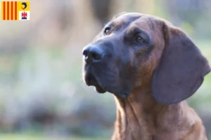 Mehr über den Artikel erfahren Hannoverscher Schweißhund Züchter und Welpen in der Provence-Alpes-Côte d’Azur