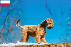 Mehr über den Artikel erfahren Irish Soft Coated Wheaten Terrier Züchter und Welpen in Polen